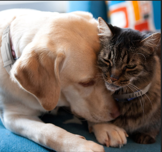 Are Flea Collars Effective? Discover Proven Results & Latest Tech
