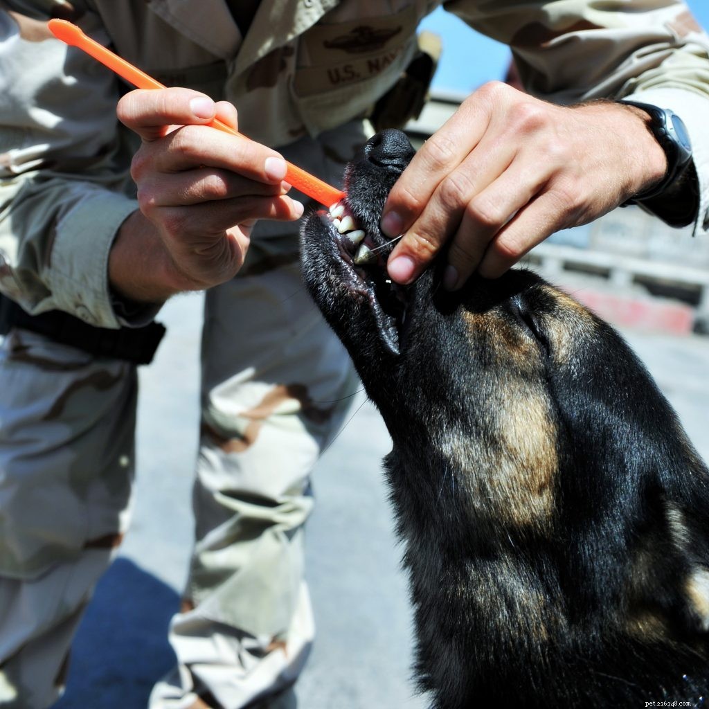 Establish an Effective Dental Care Routine for Your Pet