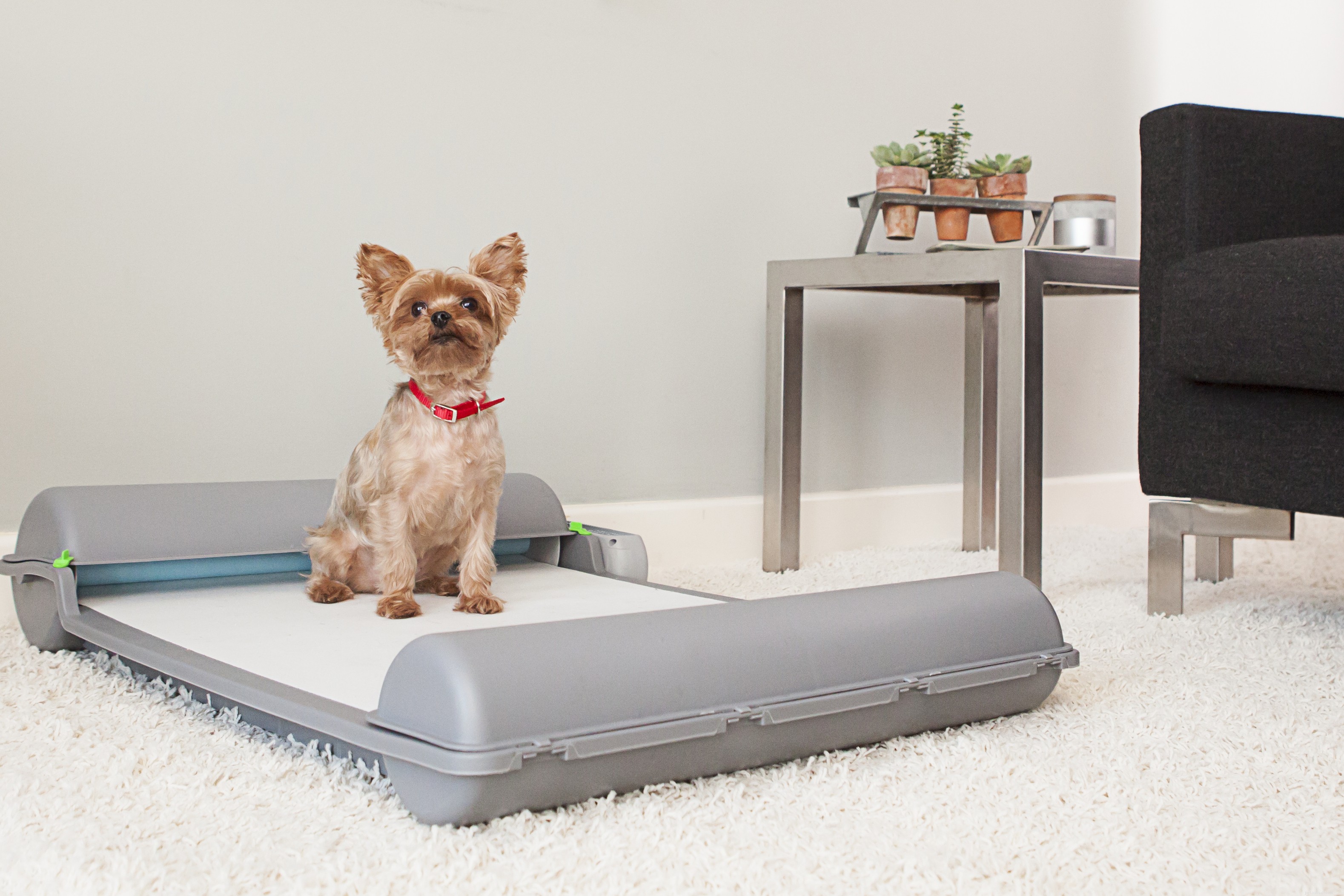 Give Buster & Whisker the Ideal Holiday Gift