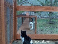 Can Your Home Support a Catio? Design Tips & Inspiration
