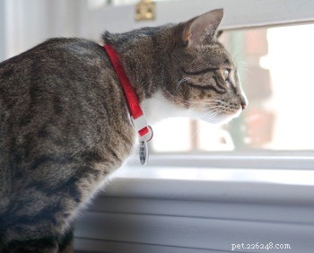 How to Keep Your Indoor Cat Thriving: Proven Tips for Happiness and Health