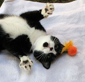 DIY Free Cat Toys: Affordable, Safe, and Fun Ideas for Your Feline Friends