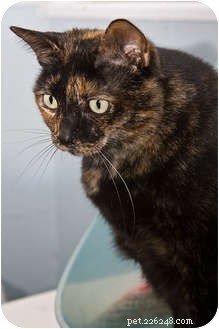Tortoiseshell Cats: Personality, Color Myths, and Care Guide
