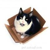 When Your New Cat Doesn t Fit: Tips for Successful Adoption