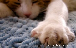 Effective Behavioral Alternatives to Declawing Cats: A Humane Solution