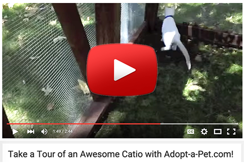 DIY Cat Catio: Build a Safe Outdoor Space for Your Cat (Video Guide)