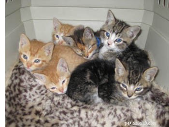 Find Your Furry Friend: Why Spring & Summer Are the Best Time to Adopt a Kitten