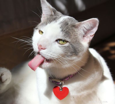 Celebrate National Hairball Awareness Day – April 27: Expert Tips for Cat Health