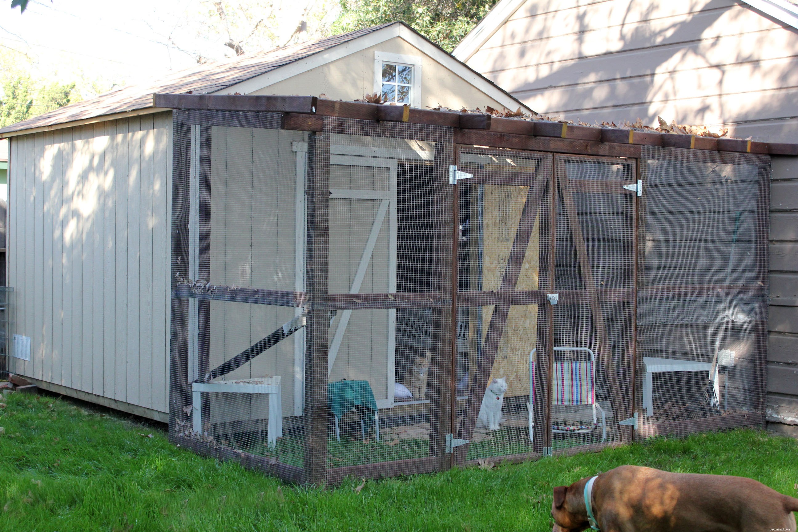 New Catio Brings Joy to Foster Cats: A Transformative Home Project