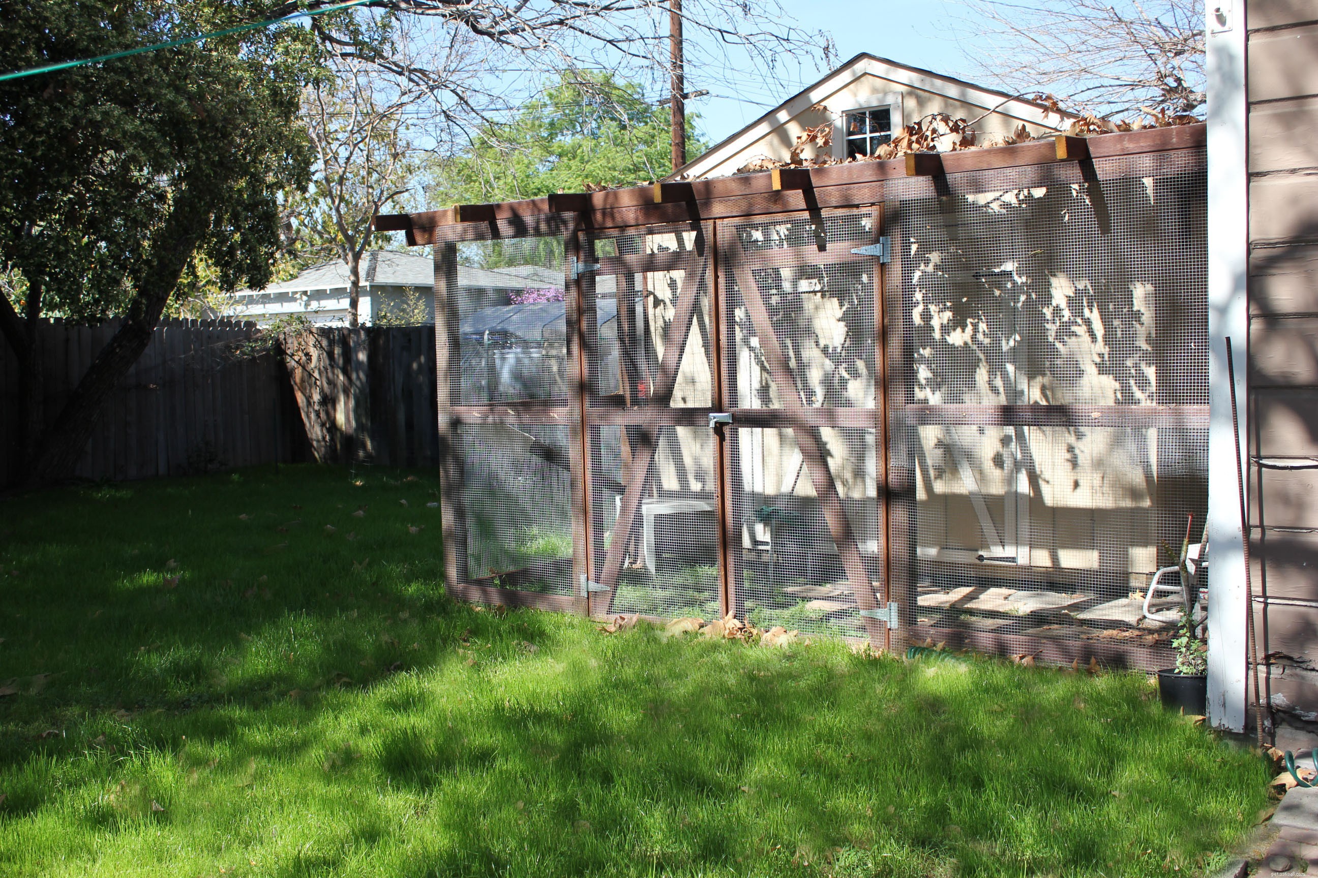 New Catio Brings Joy to Foster Cats: A Transformative Home Project