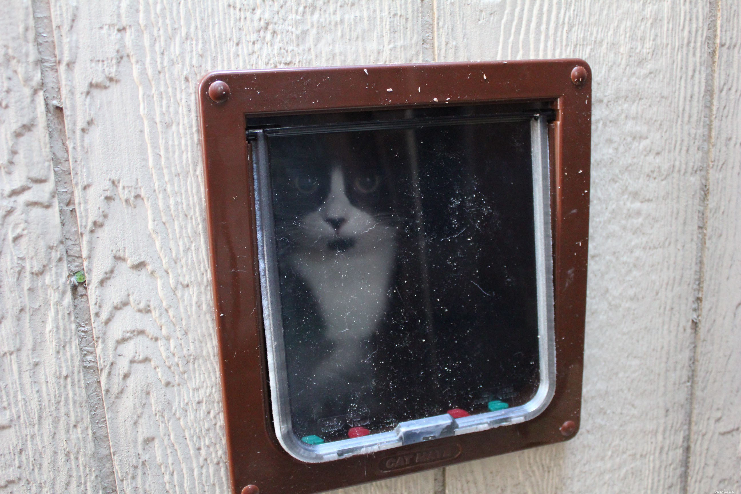 New Catio Brings Joy to Foster Cats: A Transformative Home Project