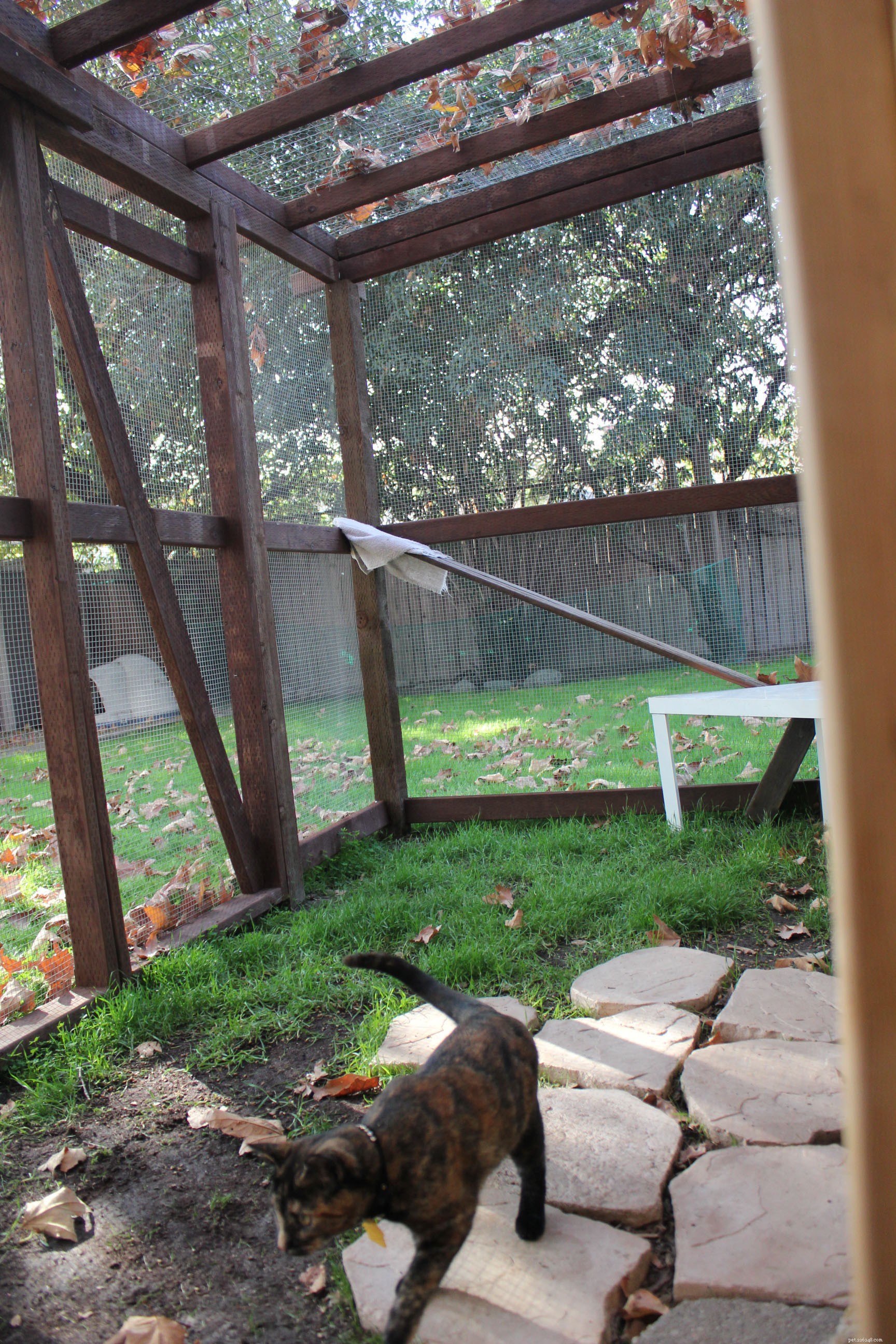New Catio Brings Joy to Foster Cats: A Transformative Home Project