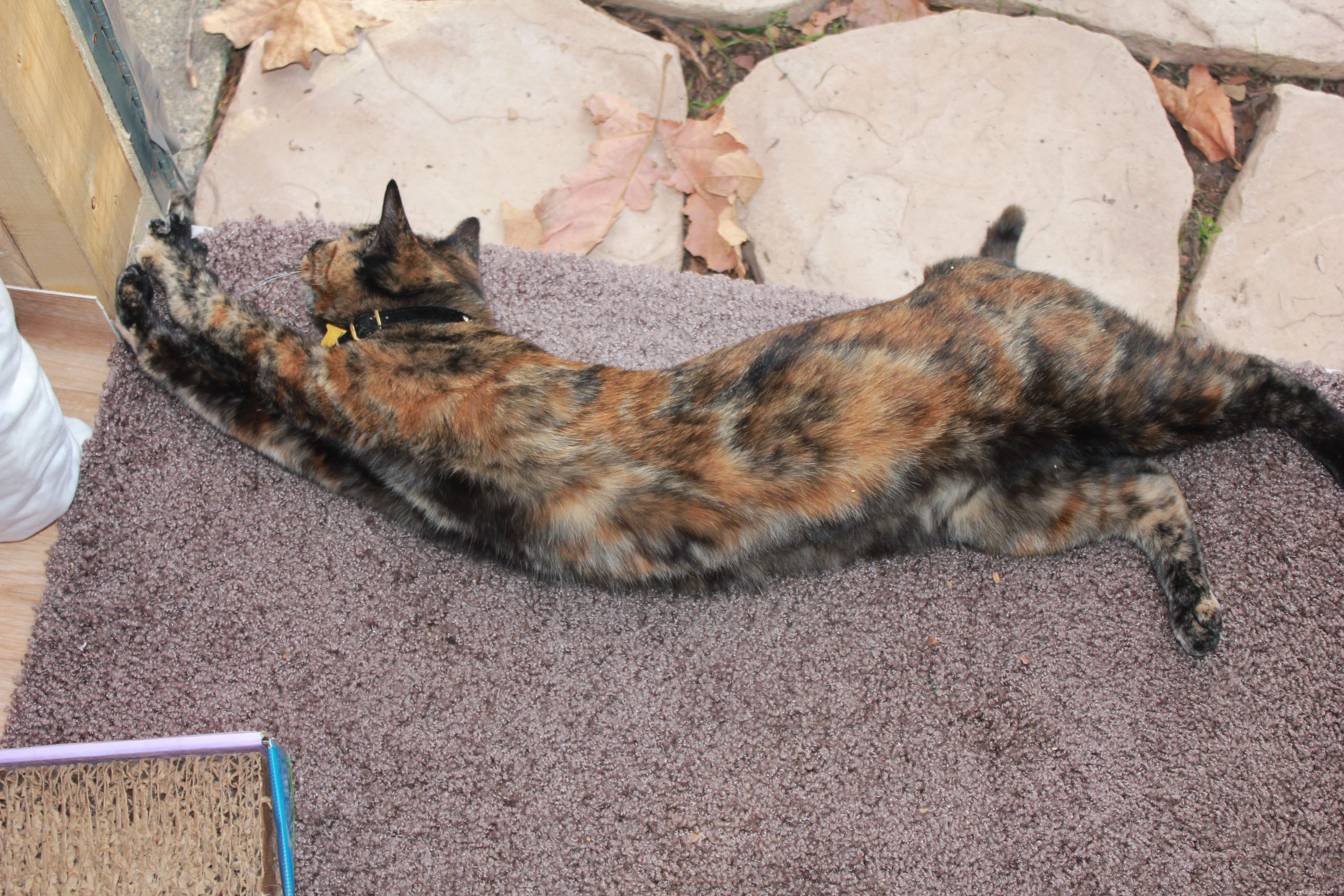 New Catio Brings Joy to Foster Cats: A Transformative Home Project