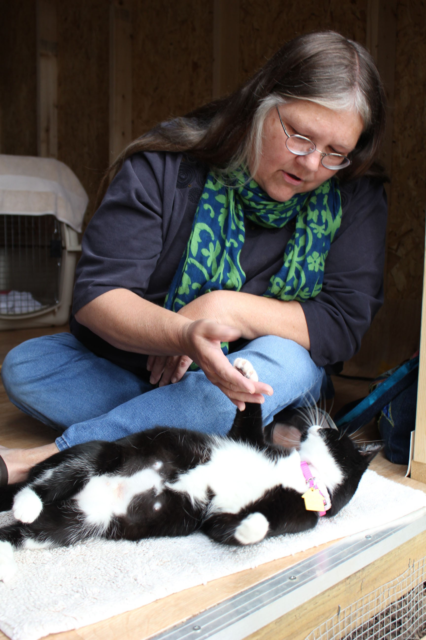 New Catio Brings Joy to Foster Cats: A Transformative Home Project