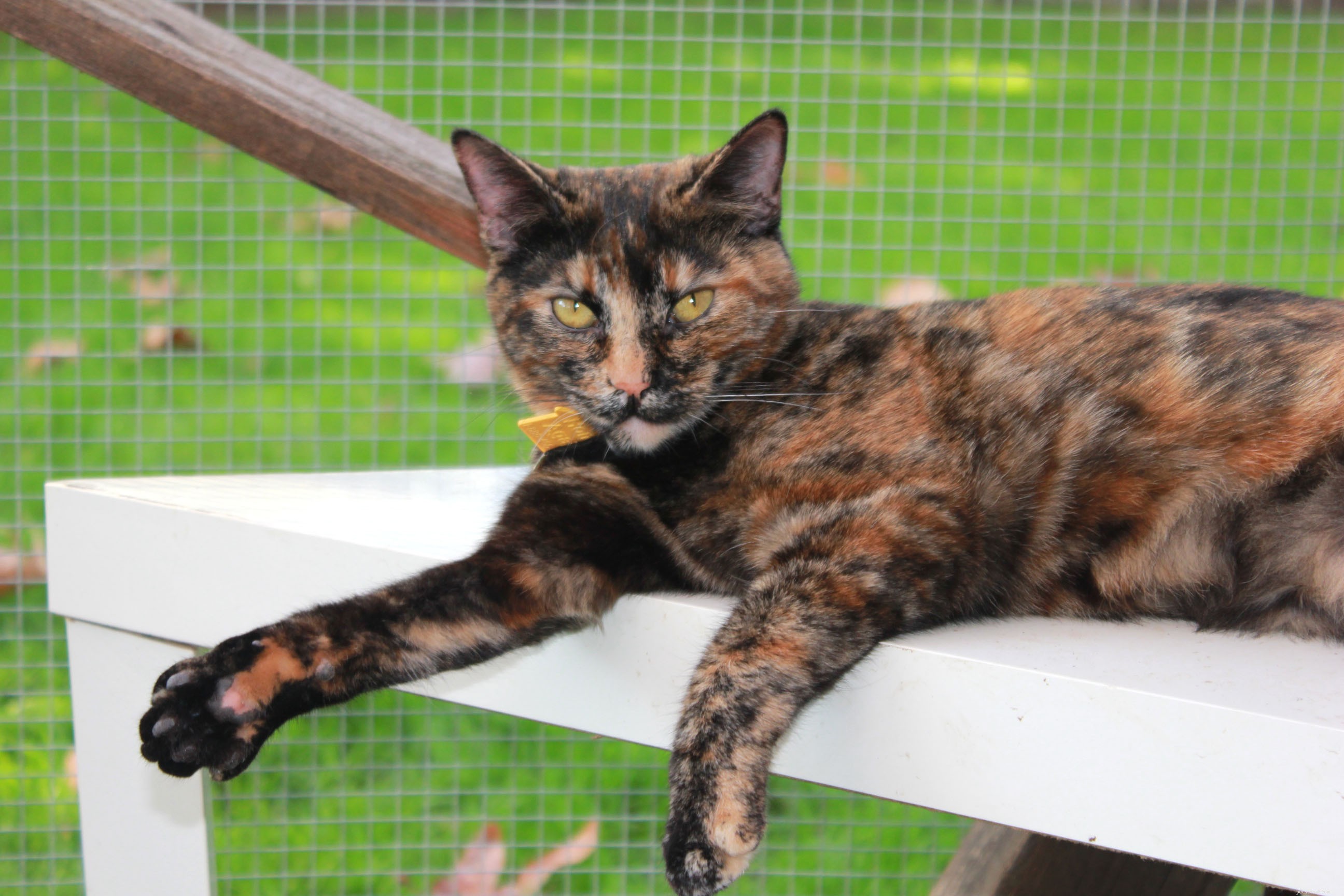 New Catio Brings Joy to Foster Cats: A Transformative Home Project