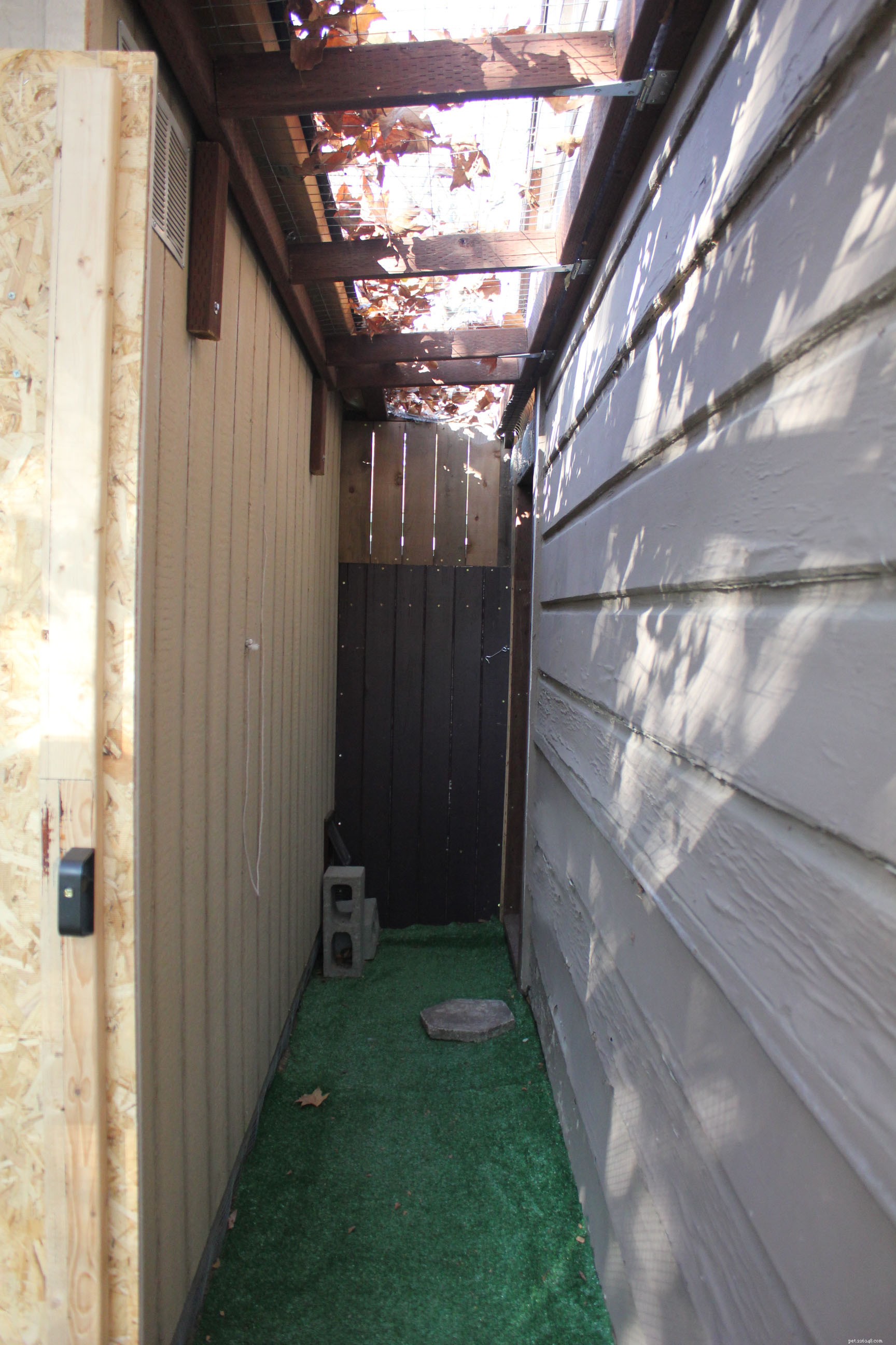 New Catio Brings Joy to Foster Cats: A Transformative Home Project