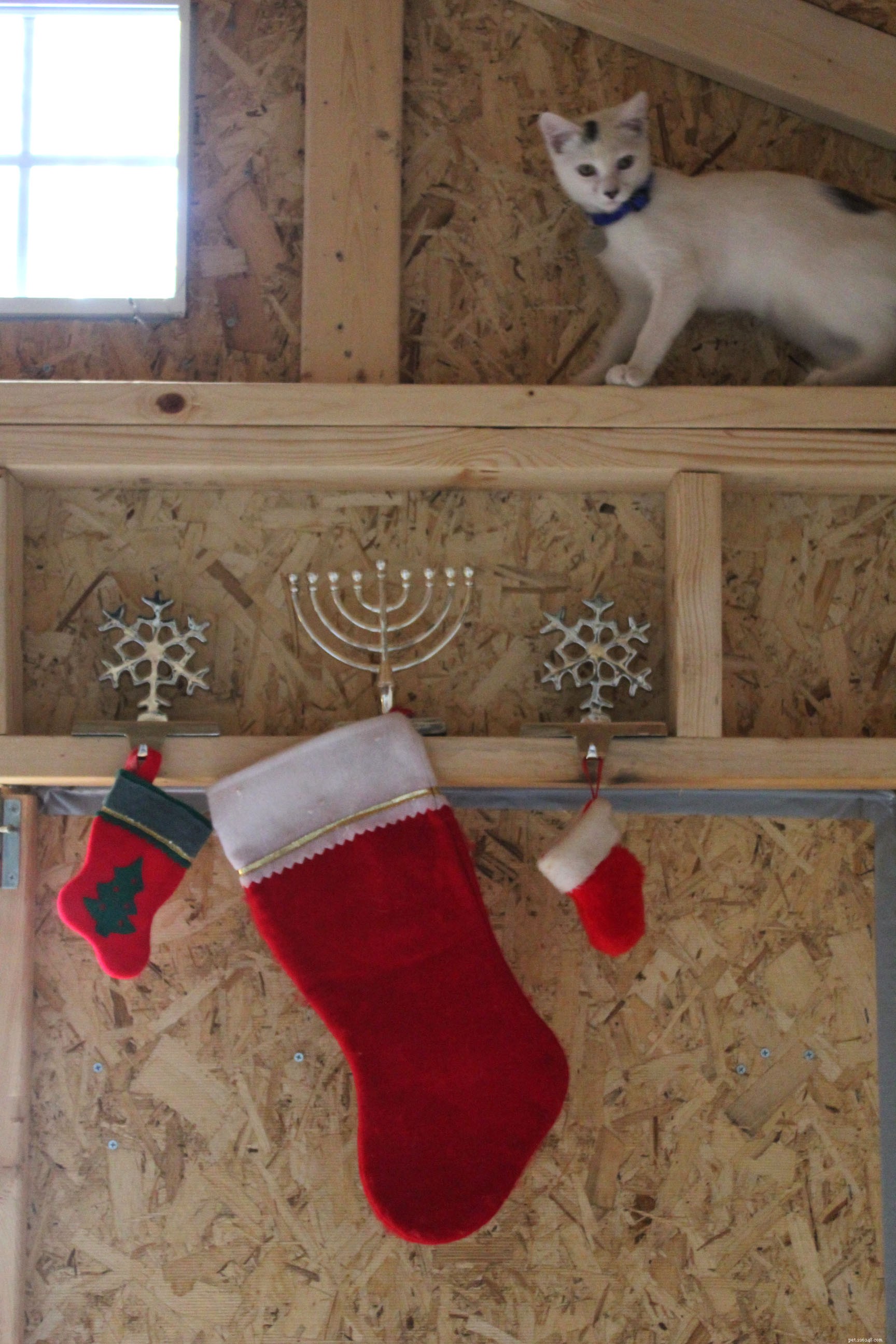 New Catio Brings Joy to Foster Cats: A Transformative Home Project