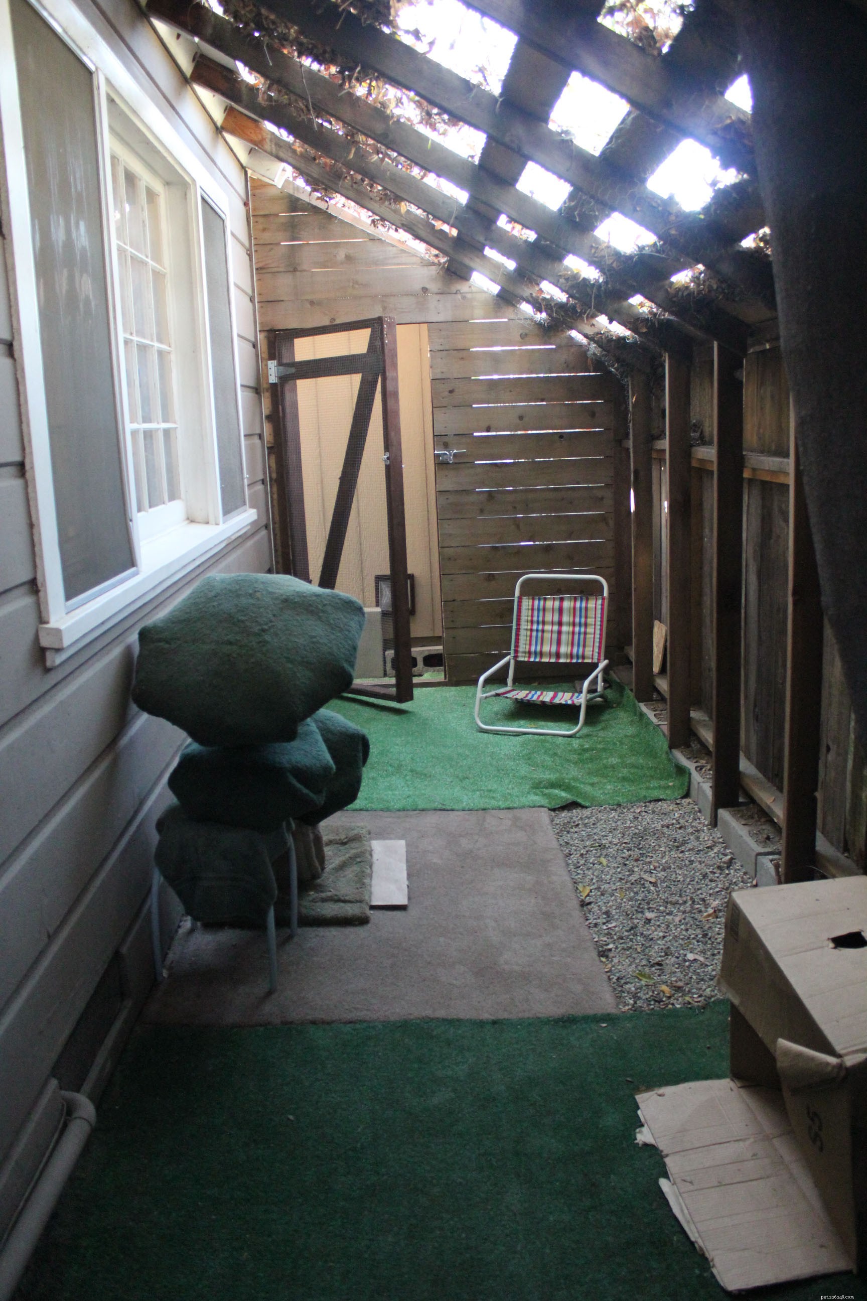 New Catio Brings Joy to Foster Cats: A Transformative Home Project