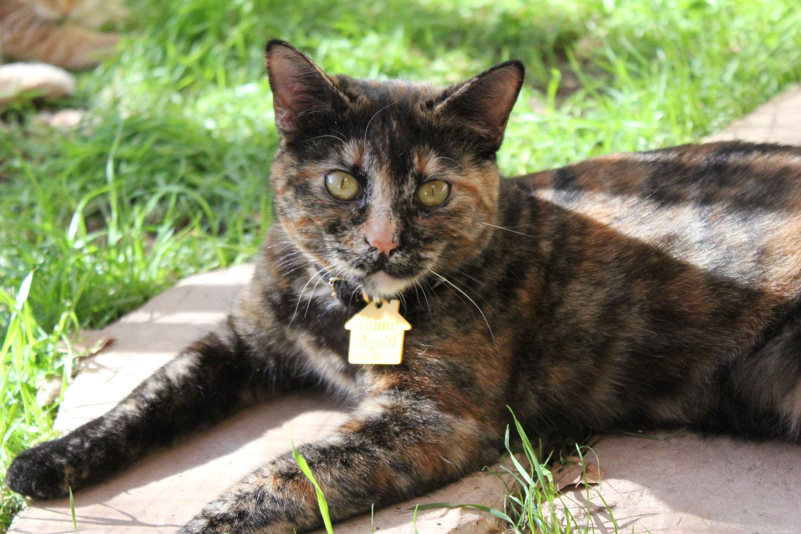 New Catio Brings Joy to Foster Cats: A Transformative Home Project