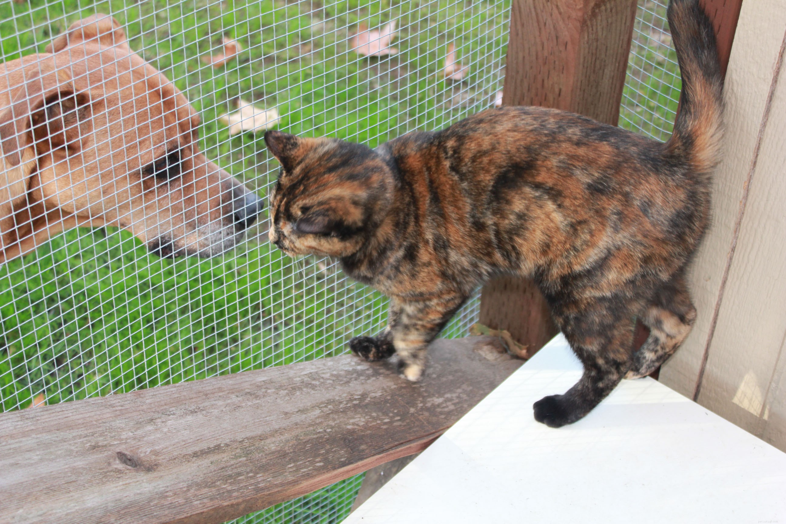 New Catio Brings Joy to Foster Cats: A Transformative Home Project