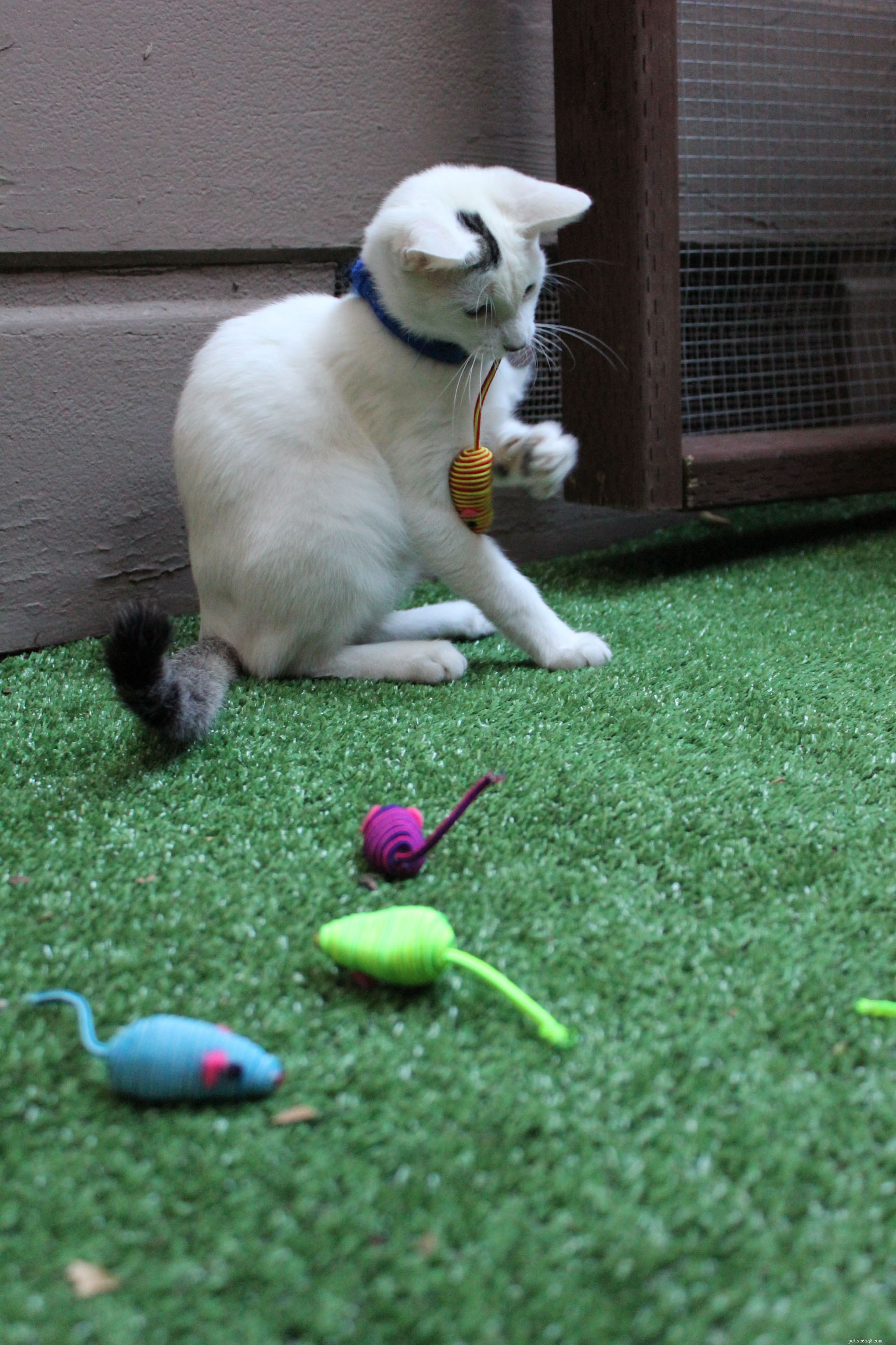 New Catio Brings Joy to Foster Cats: A Transformative Home Project