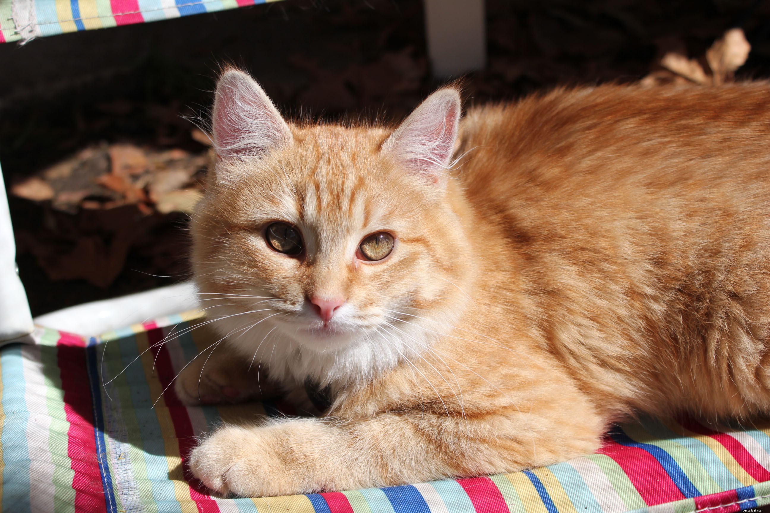 New Catio Brings Joy to Foster Cats: A Transformative Home Project