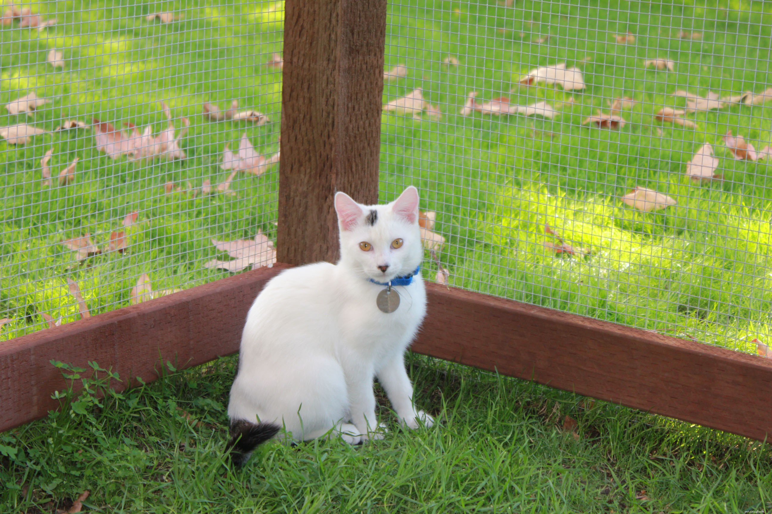 New Catio Brings Joy to Foster Cats: A Transformative Home Project