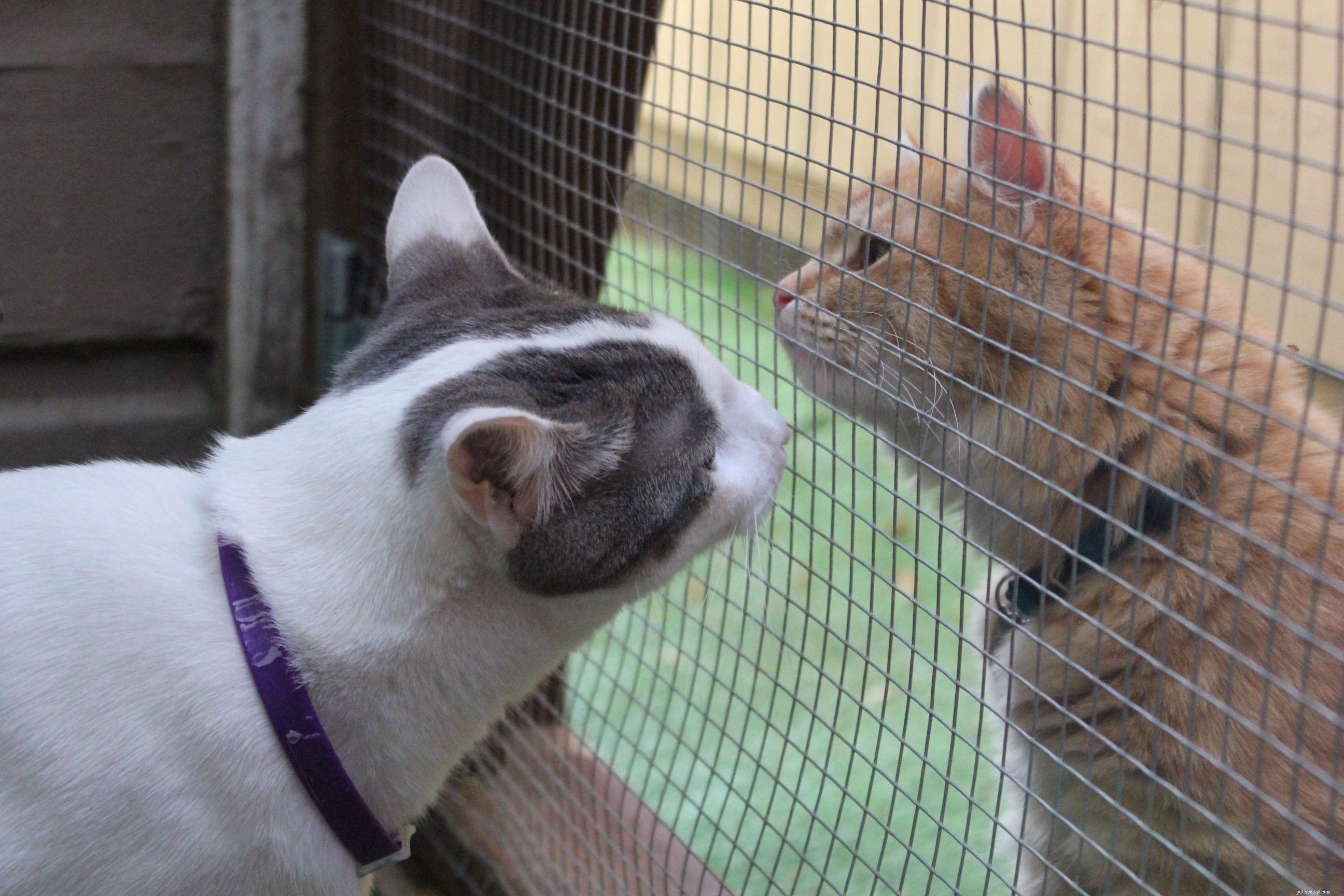 New Catio Brings Joy to Foster Cats: A Transformative Home Project