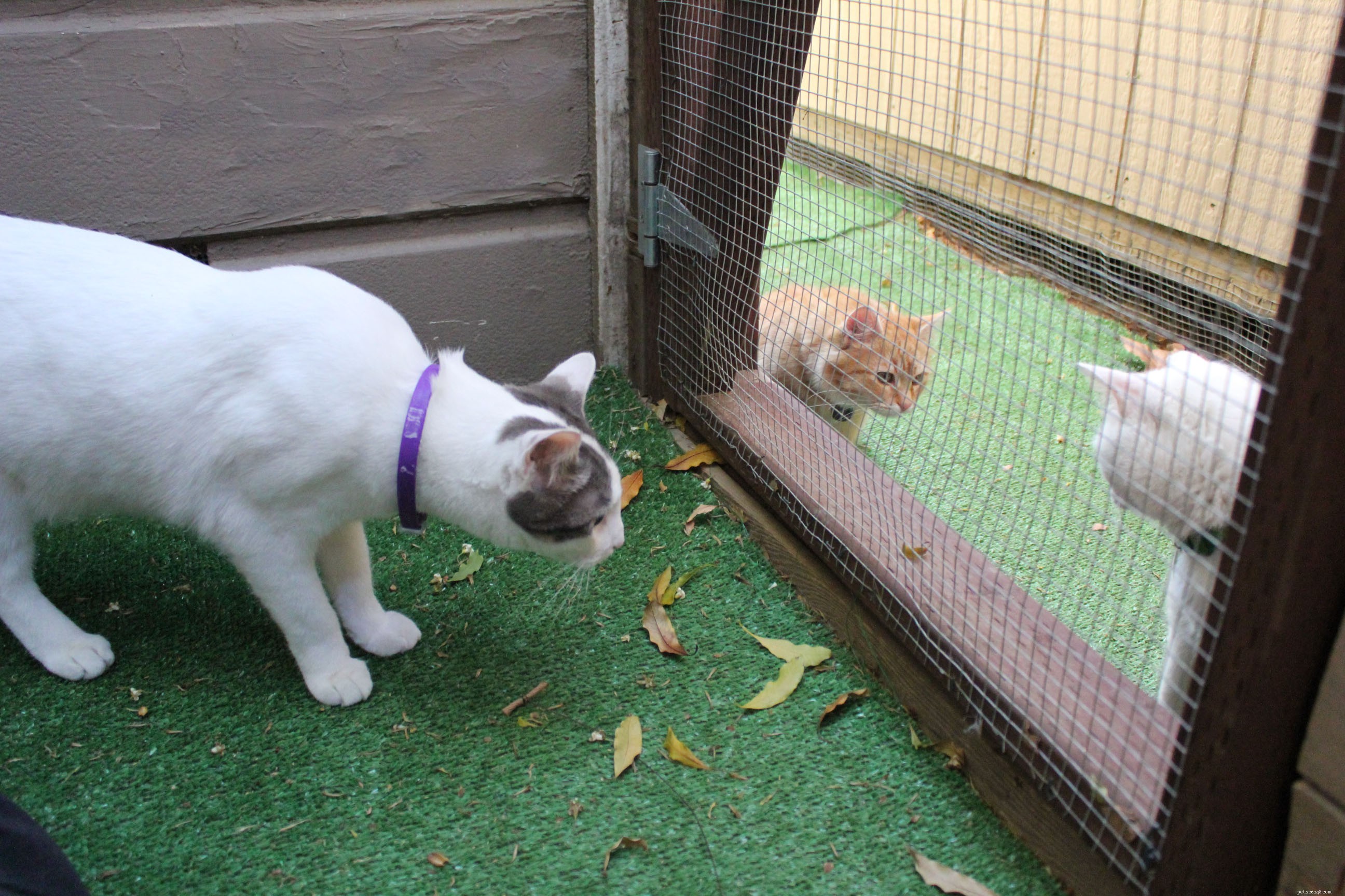 New Catio Brings Joy to Foster Cats: A Transformative Home Project