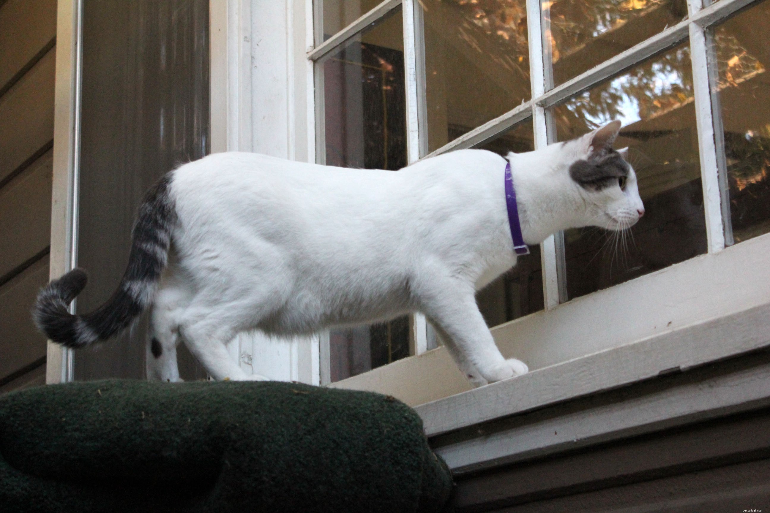 New Catio Brings Joy to Foster Cats: A Transformative Home Project