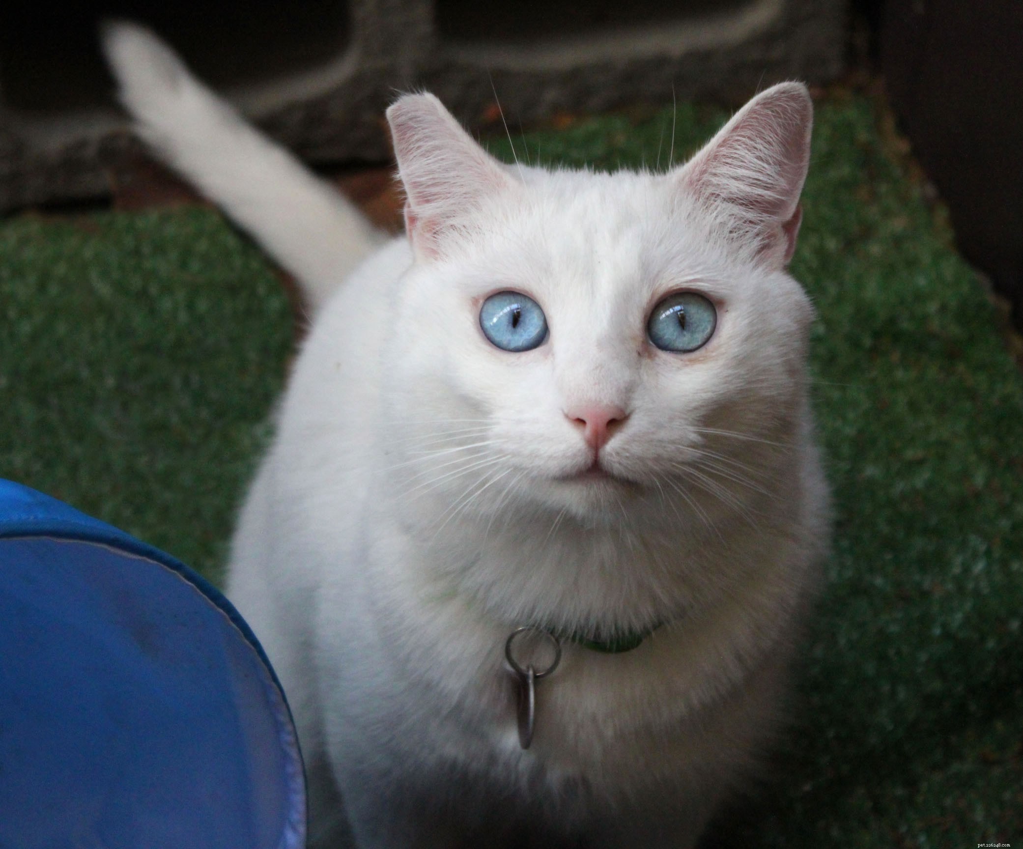 New Catio Brings Joy to Foster Cats: A Transformative Home Project