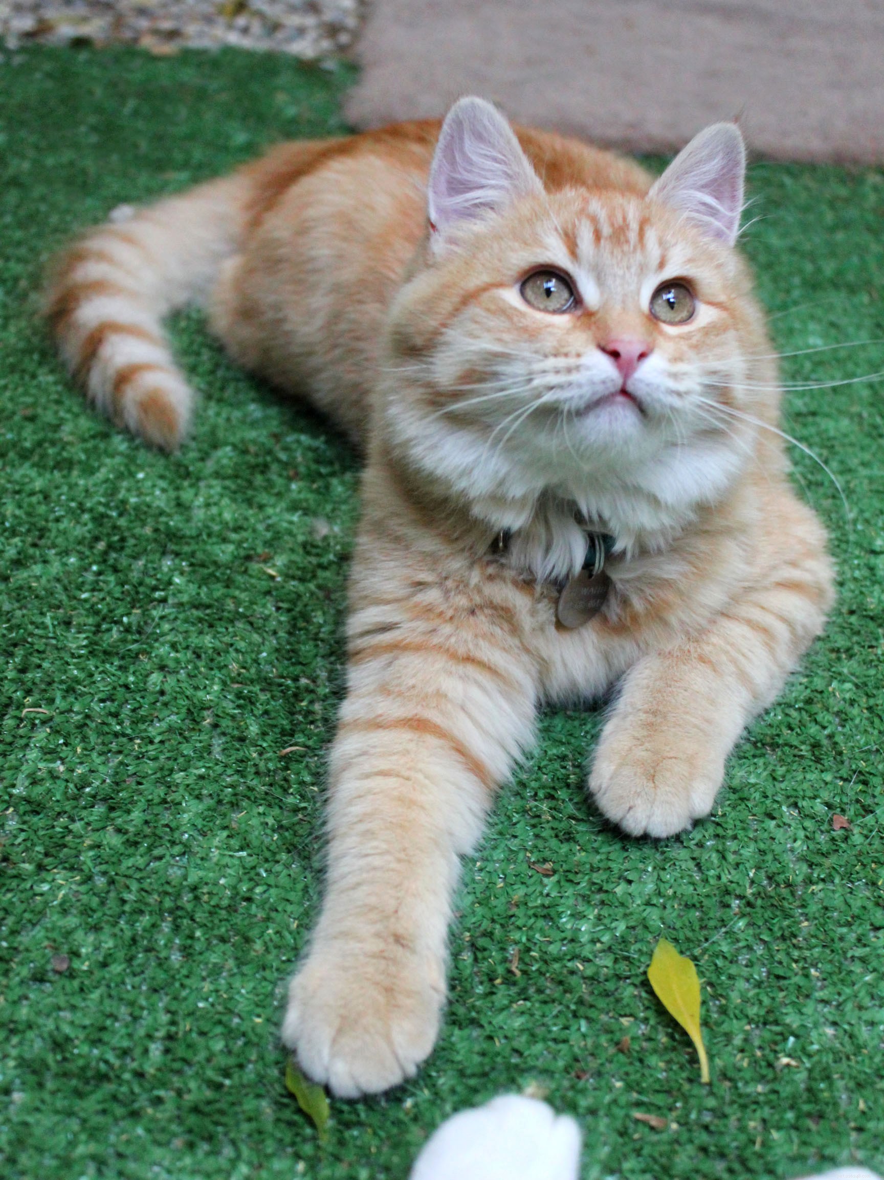 New Catio Brings Joy to Foster Cats: A Transformative Home Project