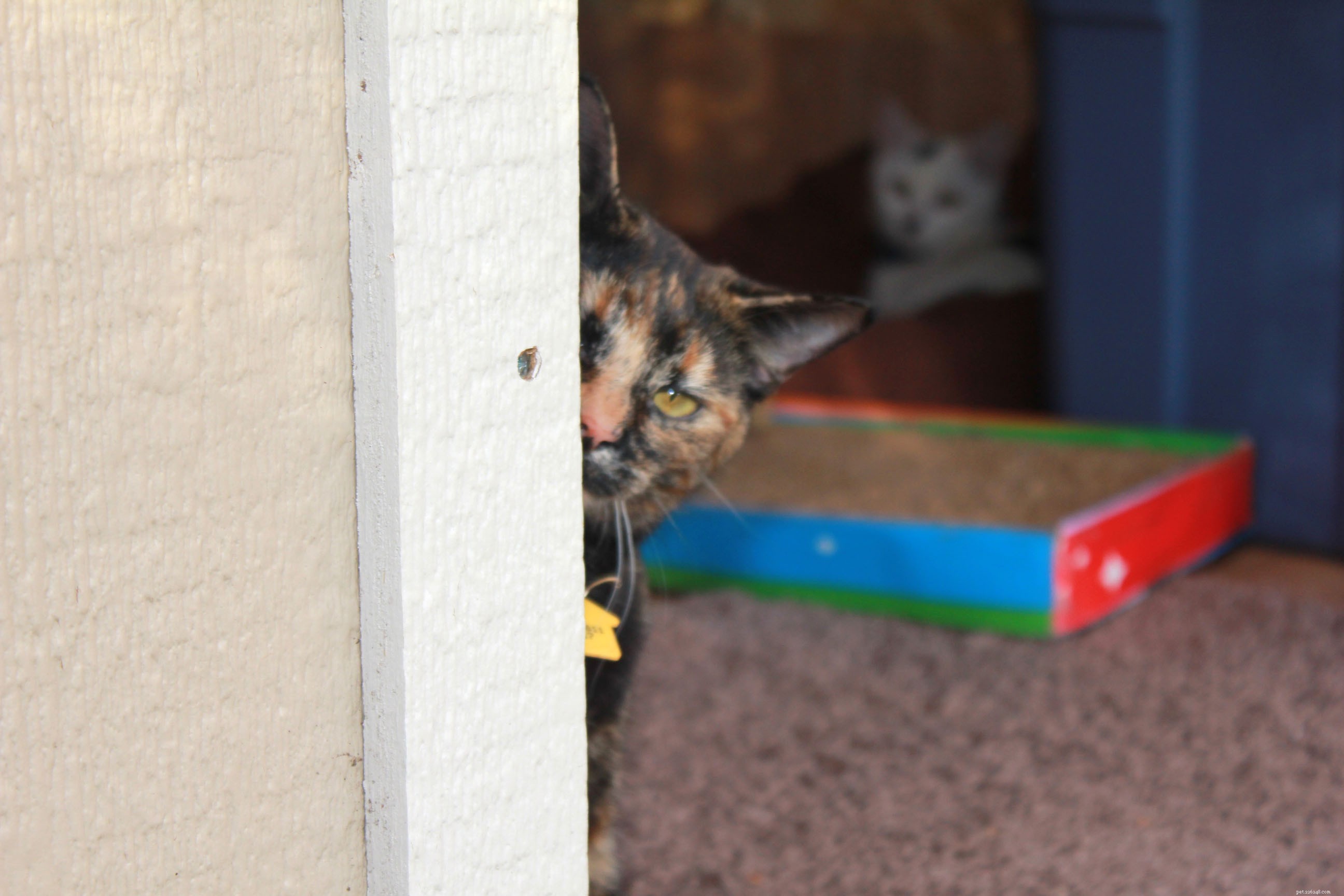 New Catio Brings Joy to Foster Cats: A Transformative Home Project