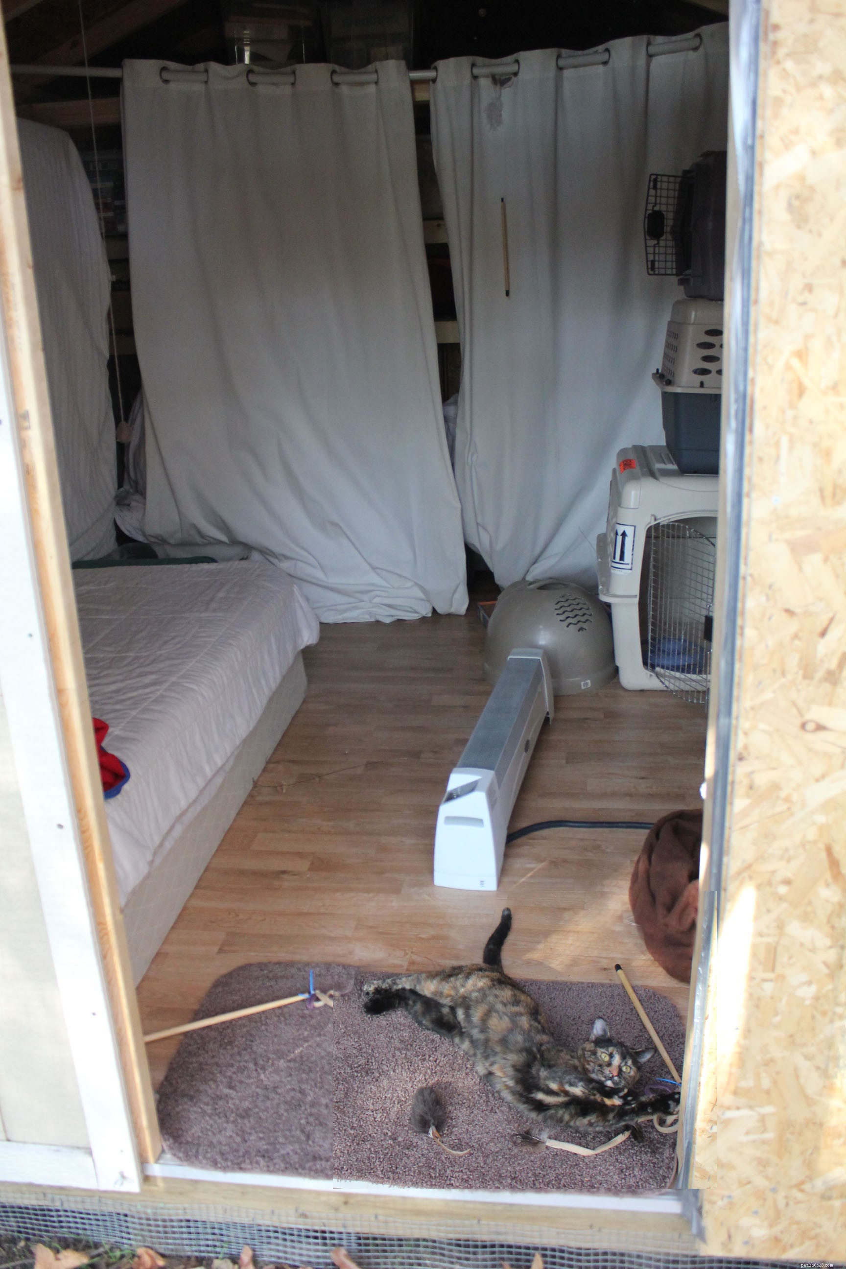 New Catio Brings Joy to Foster Cats: A Transformative Home Project