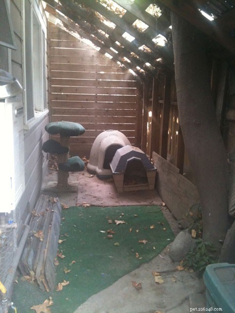New Catio Brings Joy to Foster Cats: A Transformative Home Project