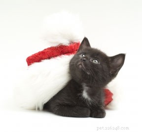 The Surprising Reasons Cats Love Holiday Time