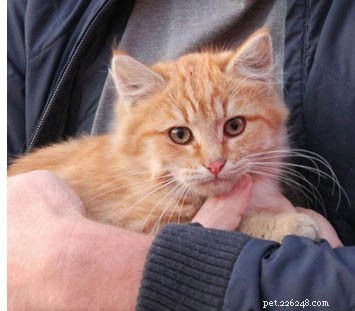 What to Do When You Find a Stray Kitten: Quick Guide to Rescue & Care