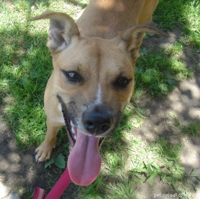 10 Essential Questions to Ask Before Hiring a Dog Walker or Pet Sitter