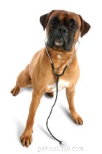 Affordable Veterinary Care: Managing Unexpected Vet Bills