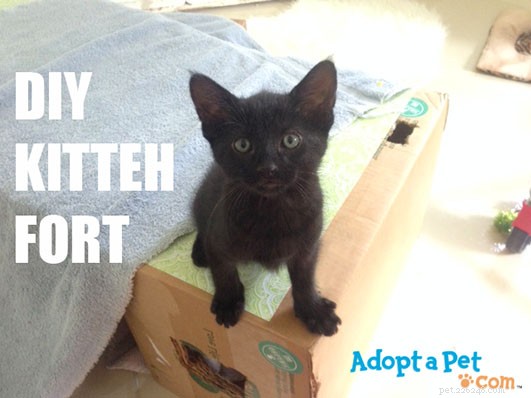 Create a Playful Kitten Fort: Easy DIY Guide