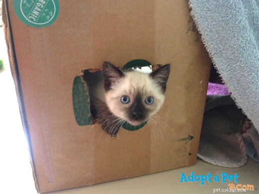 Create a Playful Kitten Fort: Easy DIY Guide