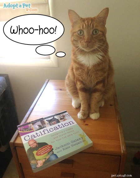 Expert Review: Jackson Galaxy s  Catification  – A Guide to Stylish, Cat-Friendly Homes