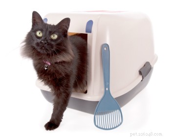 Covered vs. Uncovered Litter Boxes: Which Is Best for Your Cat?