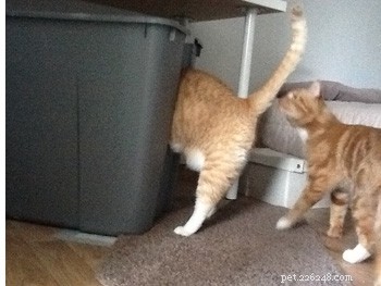 DIY Guide: Build the Largest Litter Box for Your Cat
