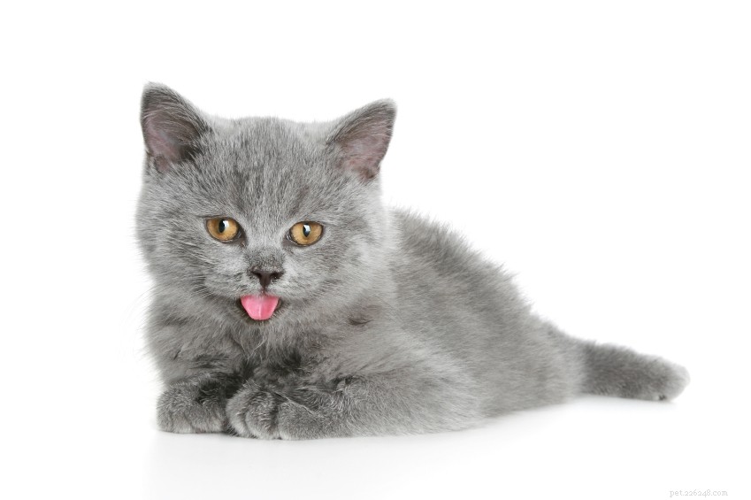 Essential Cat Care Tips: From Lost Kittens to Nutrition