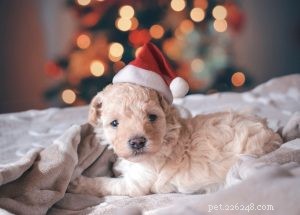 Ultimate Holiday Gift Guide: Perfect Presents for Pets & Their Owners