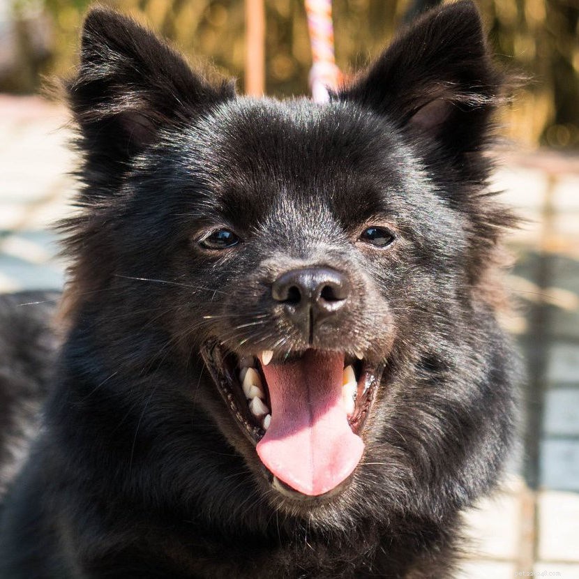 Ultimate Holiday Gift Guide: Perfect Presents for Pets & Their Owners
