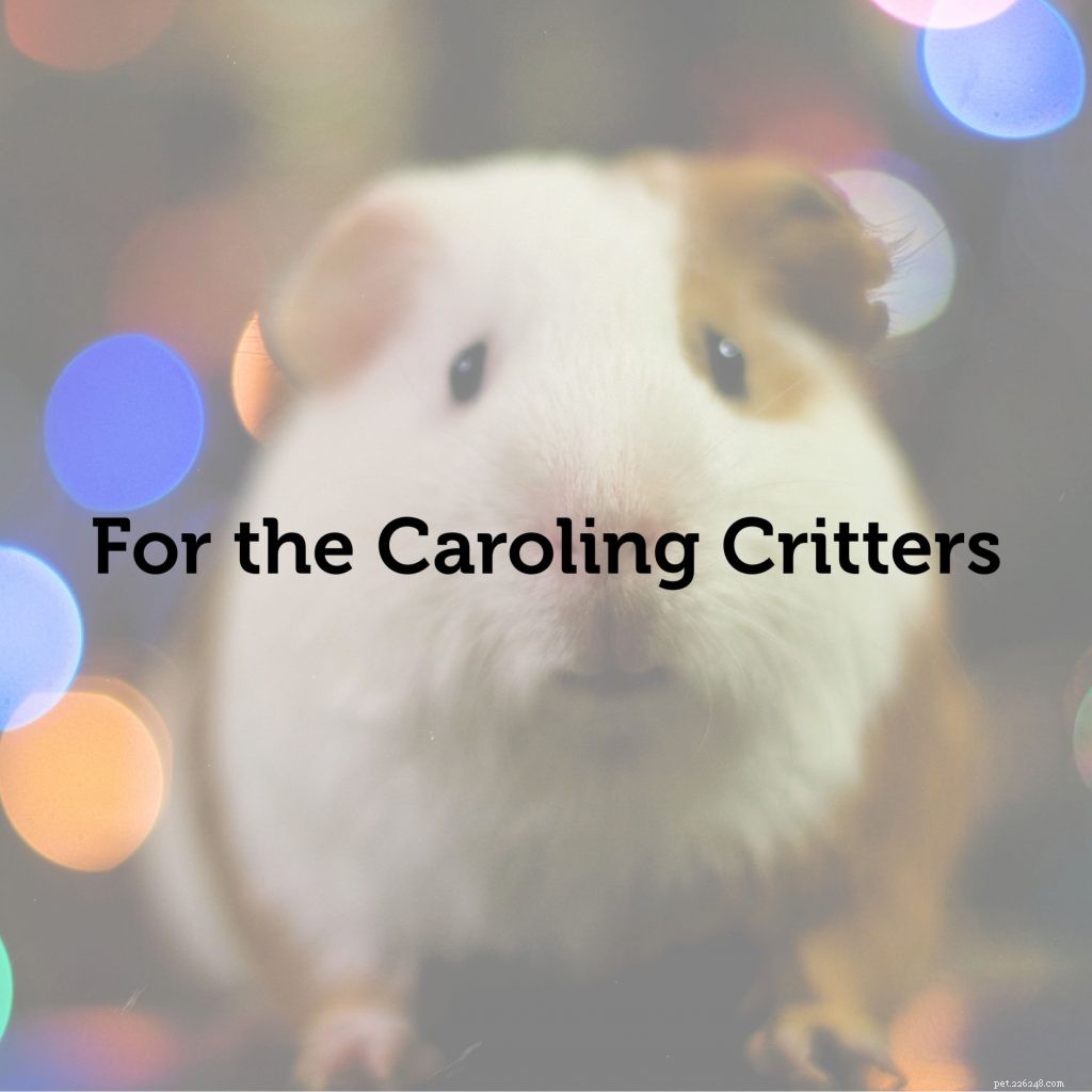 Ultimate Holiday Gift Guide: Perfect Presents for Pets & Their Owners