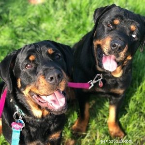The Hidden Risks of  Free Dog  and  Free Kitten  Posts – Protect Pets & Rehome Responsibly
