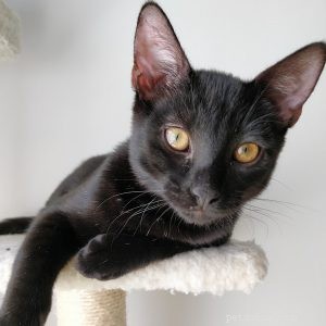 Looking to Find a Permanent Home for a Stray Dog or Cat? Post on Rehome!